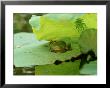 Bullfrog, Rana Catesbeiana On Lilypad by Adam Jones Limited Edition Print