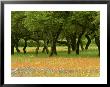 Live Oaks, With Texas Paintbrush Castilleja Indivisa, Bluebonnets Lupinus Texensis Beneath by Adam Jones Limited Edition Print