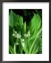 Lily Of The Valley, Albostriata, May by John Glover Limited Edition Print