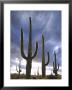 Saguaro Cactus, Backlit, Az by Adam Jones Limited Edition Print