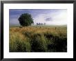 Tree And Rich Mountain In Fog, Great Smoky Mountains National Park, Tennessee, Usa by Adam Jones Limited Edition Print