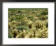 Backlit Cholla Cactus, Opuntia Bigelovii Sonoran Desert, California by Adam Jones Limited Edition Print