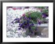 Petunias In Flower Planter by Adam Jones Limited Edition Pricing Art Print