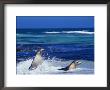 Seals Swimming In Surf, Australia by Dennis Jones Limited Edition Print