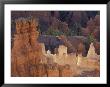 Hoodoos, Bryce Canyon, Bryce Canyon National Park, Utah, Usa by Adam Jones Limited Edition Print