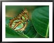 Malachite Butterfly, Siproeta Stelenes by Adam Jones Limited Edition Pricing Art Print