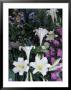 Hydrangea, Violas, Easter Lily's, Cincinatti, Ohio, Usa by Adam Jones Limited Edition Pricing Art Print
