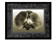 Sephia Orchid by Miguel Paredes Limited Edition Print