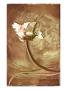 Wax Flower I by Miguel Paredes Limited Edition Pricing Art Print