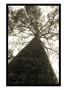 Everlast Tree by Miguel Paredes Limited Edition Print