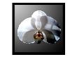 Shadow Orchid I by Miguel Paredes Limited Edition Pricing Art Print