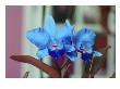 Flores Xvi by Miguel Paredes Limited Edition Print