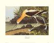 American Avocet by John James Audubon Limited Edition Print