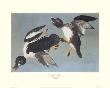 Golden-Eye Duck by John James Audubon Limited Edition Print