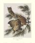 Little Screech Owl Or Mottled Owl by John James Audubon Limited Edition Print