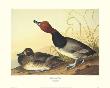 Red-Headed Duck by John James Audubon Limited Edition Print