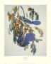 Florida Jay by John James Audubon Limited Edition Print