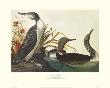 Red-Throated Diver by John James Audubon Limited Edition Print