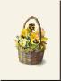 Sunshine Pansy Basket by Mary Kay Krell Limited Edition Print