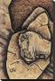 Bison Fragment by Cecilia Henle Limited Edition Print