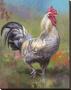 Purple Rooster by Nenad Mirkovich Limited Edition Print