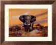 Charging Bull Elephants by Don Balke Limited Edition Pricing Art Print