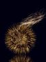 A Burdock Seed Pod With Dog Hair by Robert Clark Limited Edition Print