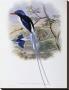 Port-Moresby Racket-Tailed Kingfisher by John Gould Limited Edition Print