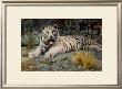 White Tiger by Matthew Hillier Limited Edition Pricing Art Print