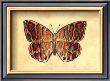 Butterfly I by Steve Butler Limited Edition Pricing Art Print