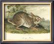 Swamp Hare by John James Audubon Limited Edition Print