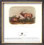 American Elk by John James Audubon Limited Edition Print