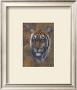 Safari Tiger by Joe Sambataro Limited Edition Print