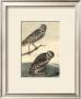 Burrowing Day Owl by John James Audubon Limited Edition Print