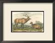 American Elk And Deer by John James Audubon Limited Edition Pricing Art Print