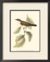 Nightingale by John Gould Limited Edition Print