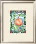 Royal Georgia Peach by Paul Brent Limited Edition Print