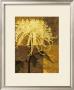 Golden Mums I by Keith Mallett Limited Edition Print