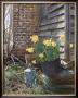 Sunning Daffodils by Phillip Philbeck Limited Edition Print