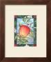 Mcintosh Apple by Paul Brent Limited Edition Print