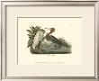 Reddish Egret by John James Audubon Limited Edition Print