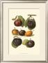 Plum Varieties Ii by John Wright Limited Edition Pricing Art Print