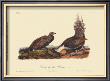 Cock Of The Plains by John James Audubon Limited Edition Pricing Art Print