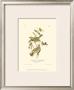 Black-Throated Green Wood Warbler by John James Audubon Limited Edition Print