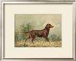 Irish Setter I by Alexander Pope Limited Edition Print