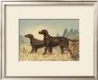 Irish Setter Ii by Alexander Pope Limited Edition Pricing Art Print