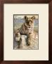 Serengeti Lioness by Kalon Baughan Limited Edition Print