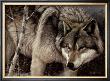 Wolf Portrait by Daniel Smith Limited Edition Print