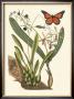 Butterfly And Botanical Iv by Mark Catesby Limited Edition Print