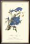 Blue Jays by John James Audubon Limited Edition Print